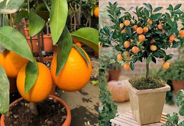 permanecer cartucho pecho Cómo plantar un naranjo en maceta? - [2023 ]